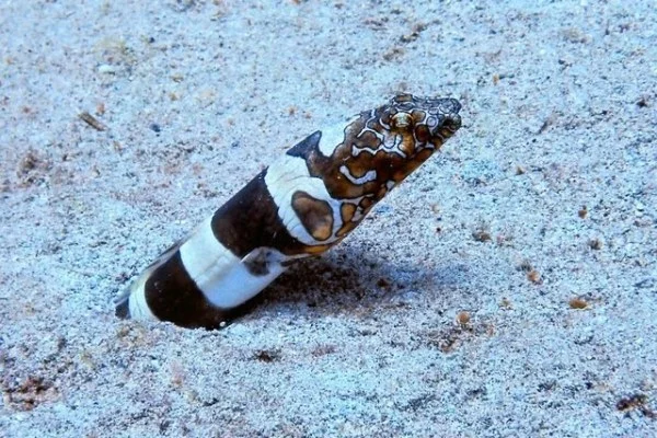 艺术体操亚运选拔赛王子露全能夺魁风光无限却恐伤病拖累前行